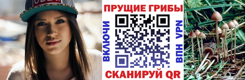 Галлюциногенные грибы ЛСД  Сясьстрой 
